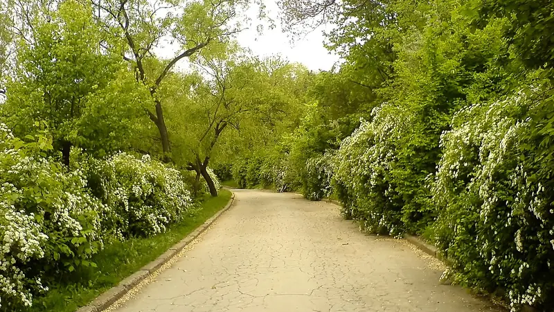 Прогулка в парке как часть курса Оземикс